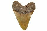 Fossil Megalodon Tooth - Huge NC Meg #328312-2